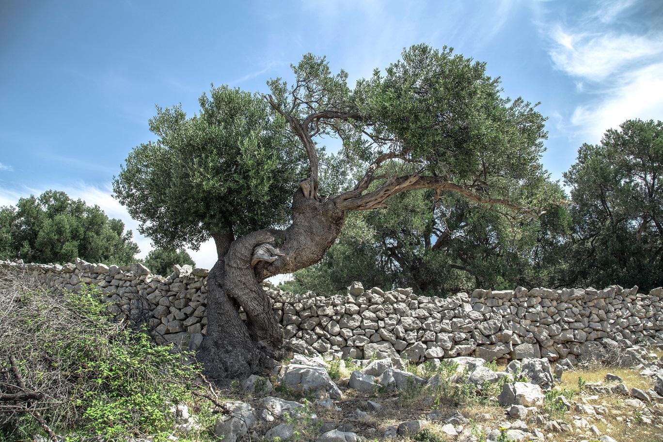 olijfboom israel